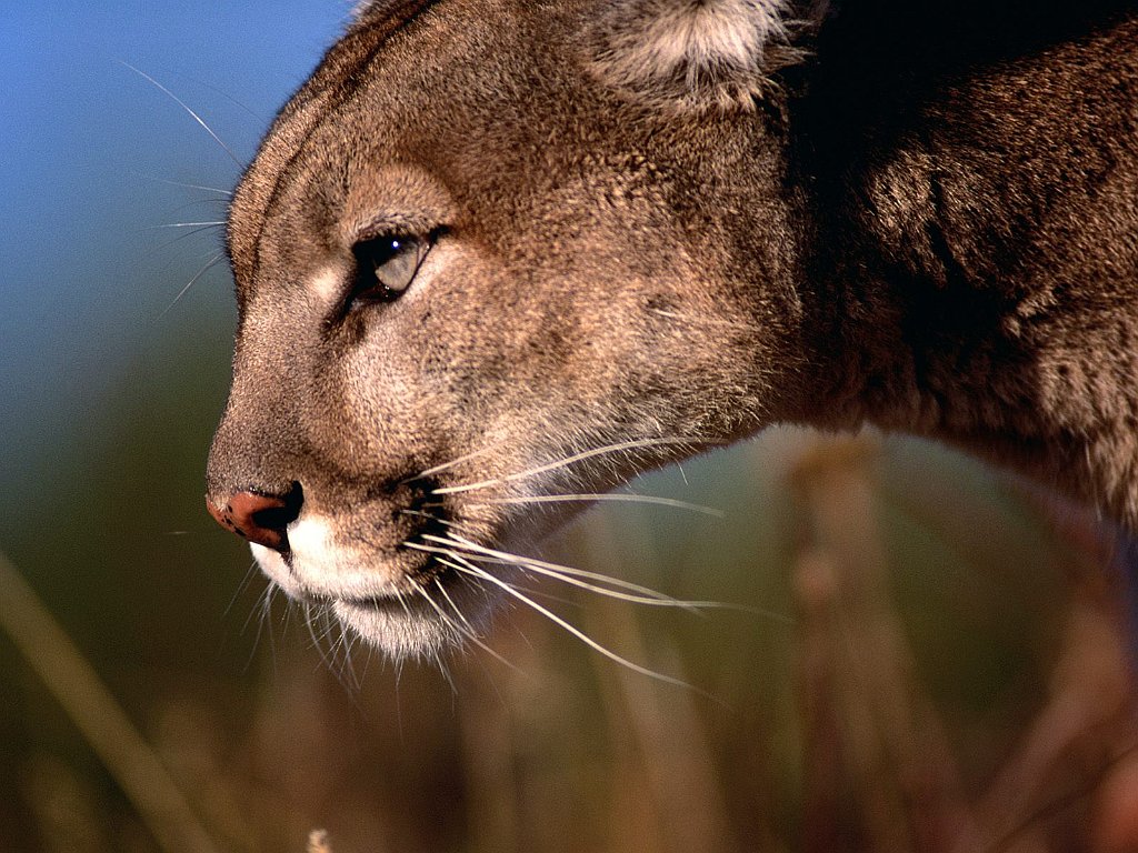 Mountain Lion, Flathead Valley, Montana